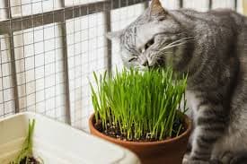 Grama Orgânica Crescimento Rápido